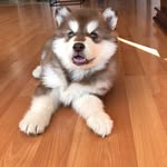 JackWinston - @jackwinstonalaskan - Instagram