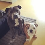 Jack&Winston - @jack_winston_bestbuds - Instagram