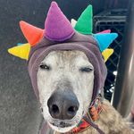 Milo with Brad and Jacki Morris - @milo_the_salty_greyhound - Instagram