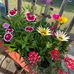 Jackie VanDamme Abel - Facebook