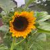 Jackie Amato - Facebook