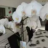 pentangelojackie - @pentangelojackie - TikTok