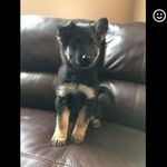 Roxanne - @jackiemelanson2018 - Instagram