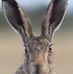 Jackie Bartlett - Facebook