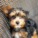 Jackie Blum - @bowie.the.yorkiepoo - Instagram