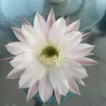 Jackie Bollinger Mattice - @deletescct - Instagram