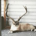 "Gram čega?" - @jackie_bones - Instagram