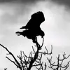 Jackie Bones - @jackiebones6 - TikTok