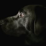 Jackie. Labrador 🐶 - @_jackie_boss_ - Instagram
