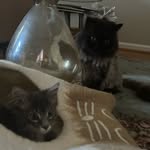 buddy & jackie - @buddyandjackie100 - Instagram