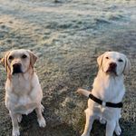 Jackie 🐶& Buddy🐕🐾 - @jackie_and_buddy_labbrothers - Instagram