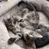 Jackie & Bunny - @jackieandbunny - TikTok