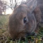 Jackie - @jackie_bunnies_17 - Instagram