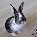 Jackie💖 - @jackie_bunny2 - Instagram