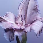 Jackie Burrows - @jackieburrows68 - Instagram