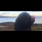 Jackie Bushnell - @howlraw - Instagram