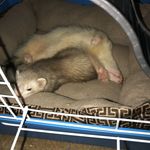Jackie and Wilson Calvert - @ferrets_jackie.wilson - Instagram