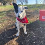 Jackie Cheney - @cacklingowlhomestead - Instagram