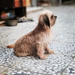 Lucy, Chico،Jackie - @lucy_chico_jackie417 - Instagram