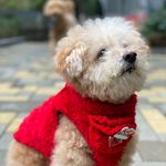 Jackie Chong - @jackiemomochong - Instagram