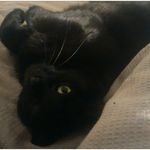 Jackie Clements - @femcat3 - Instagram