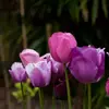 Jackiecliff53 - @user1466600108060 - TikTok