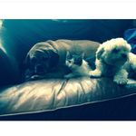 Rocky,Cody And Jackie - @rocky_cody_jackie - Instagram