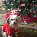 Jackie Coffman Pinkwart - @jaypea_dog_mom - Instagram