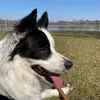 _jackiethecollie - @_jackiethecollie - TikTok