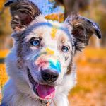 Jackie Border Collie - @jackie_brown.dwg - Instagram