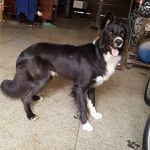Jackie_collie - @jackie_collie5 - Instagram