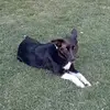 jackie🐾🐶 - @jackie3bordercollie - TikTok