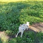 Jackie - @jackie__collie__ - Instagram