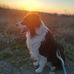 Jackie my Border Collie - Facebook