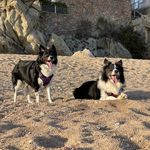 𝐽𝑎𝑐𝑘𝑖𝑒 𝑆𝑖𝑎 𝐵𝑜𝑟𝑑𝑒𝑟 𝐶𝑜𝑙𝑙𝑖𝑒 - @jackiesiabordercollie - Instagram