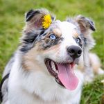 🎀Jackie the Border Collie🎀 - @jackie_the_collie - Instagram