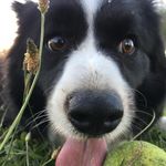 Jackie.Collie - @jackie.collie - Instagram