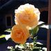 Jackie Crouch - Facebook