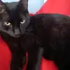 PÉROLA - @jackiecunha00 - TikTok
