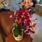 Jackie Curran - @jmcurran6363 - Instagram