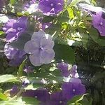Jackie Curtis - @princesspupa - Instagram