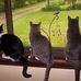 Jackie Dahlgren - Facebook