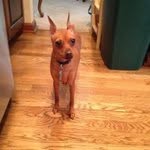 jackie D'Amico - @nyrangerfan1977 - Instagram