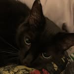 Jackie D'Amico - @jackattack053 - Instagram