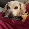 dogmom💯 - @jackiedanna3 - TikTok