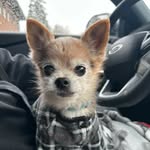 Jackie Lee - @jackiedaogchorkie - Instagram