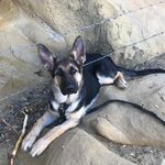 Jackie De Anda - @jackiethepuppers - Instagram