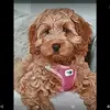 LollipopLola - @jackieadempsey - TikTok