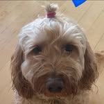 Jackie Dennison - @wilson_downunder - Instagram