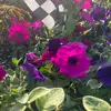 jackie Doe - @jackie.doe - TikTok
